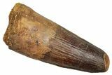 Fossil Spinosaurus Tooth - Feeding Worn Tip #343630-1